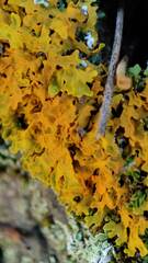 Xanthoria aureola