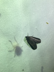 Lophoptera squammigera