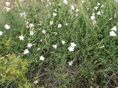 Convolvulus sagittatus