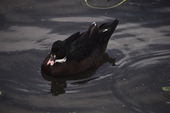 Anas platyrhynchos × Cairina moschata