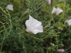 Convolvulus sagittatus