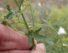 Convolvulus sagittatus