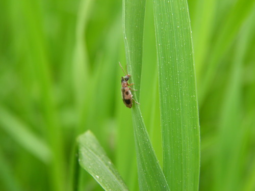 Vienaragis mitriavabalis