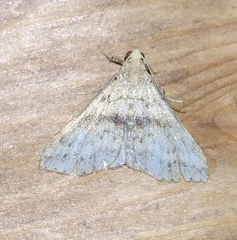 Renia discoloralis