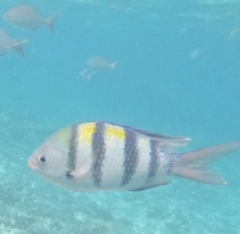 Abudefduf vaigiensis