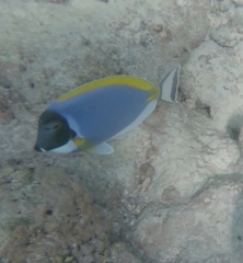 Acanthurus leucosternon