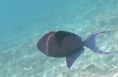 Odonus niger