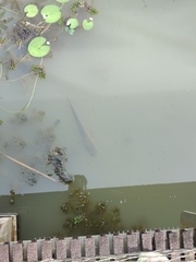 Channa striata