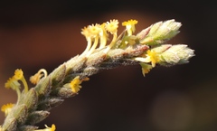 Struthiola tomentosa