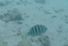 Abudefduf septemfasciatus