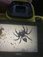 Hasarius adansoni