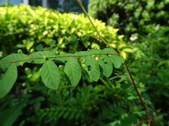 Phyllanthus tenellus