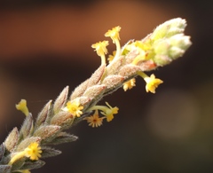 Struthiola tomentosa