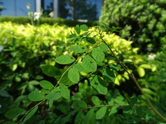 Phyllanthus tenellus
