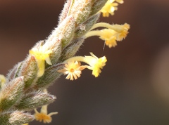 Struthiola tomentosa
