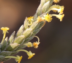 Struthiola tomentosa