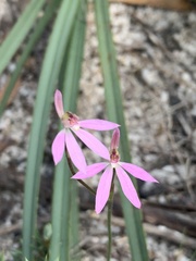 Caladenia fuscata