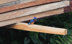 Alcedo meninting