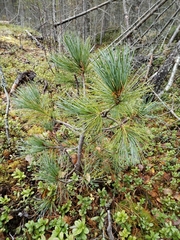Pinus sibirica
