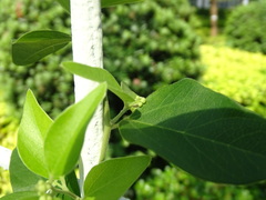Cocculus orbiculatus