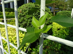 Cocculus orbiculatus