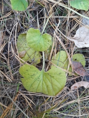 Viola rupestris