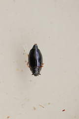 Gyrinus