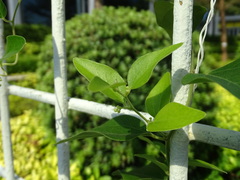 Cocculus orbiculatus