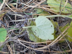 Viola rupestris