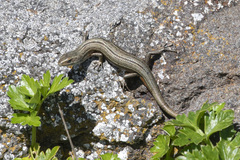 Pseudemoia entrecasteauxii