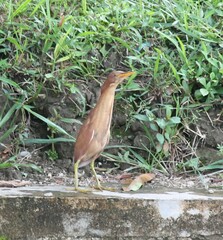 Ixobrychus cinnamomeus