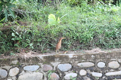 Ixobrychus cinnamomeus