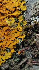 Xanthoria aureola