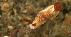 Hypselodoris emma