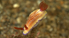 Hypselodoris emma