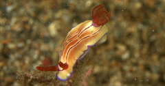 Hypselodoris emma