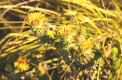 Oedera imbricata