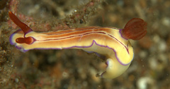 Hypselodoris emma