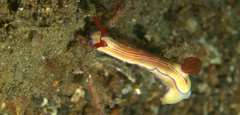 Hypselodoris emma