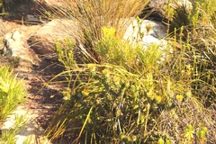 Oedera imbricata