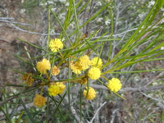 Acacia rigens
