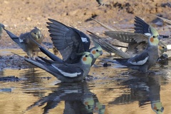 Nymphicus hollandicus