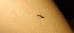 Anopheles punctipennis