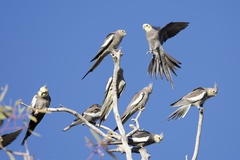 Nymphicus hollandicus