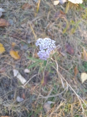 Achillea asiatica