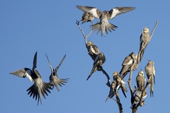 Nymphicus hollandicus