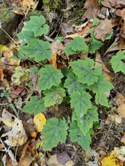 Tiarella