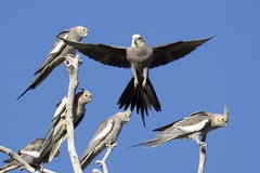 Nymphicus hollandicus