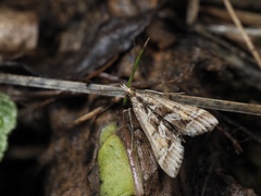 Diasemia accalis