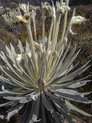Espeletia arbelaezii